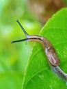 Land slug Royalty Free Stock Photo